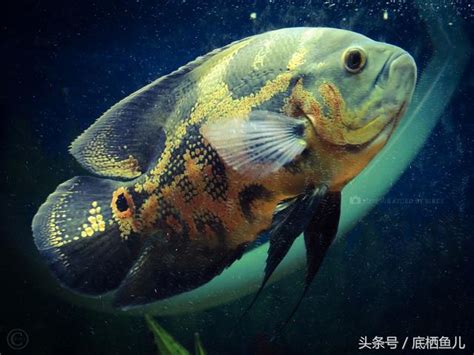 花豬魚|地圖魚飼養標準，附常見混養方案與基本病症治療方法。